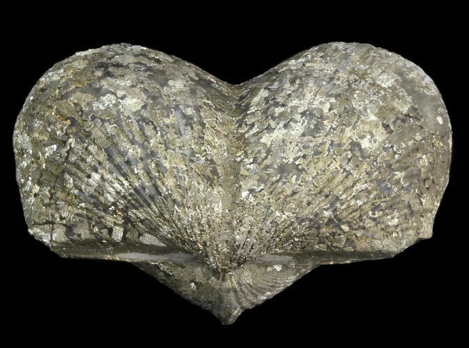 Pyrite Replaced Brachiopod (Paraspirifer) - Ohio #42838
